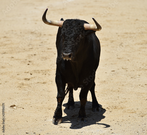 bull black in spain