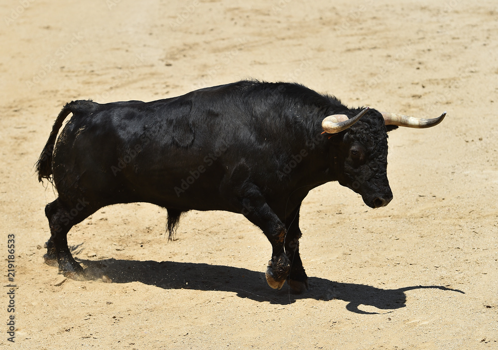 bull black in spain bull black in spain