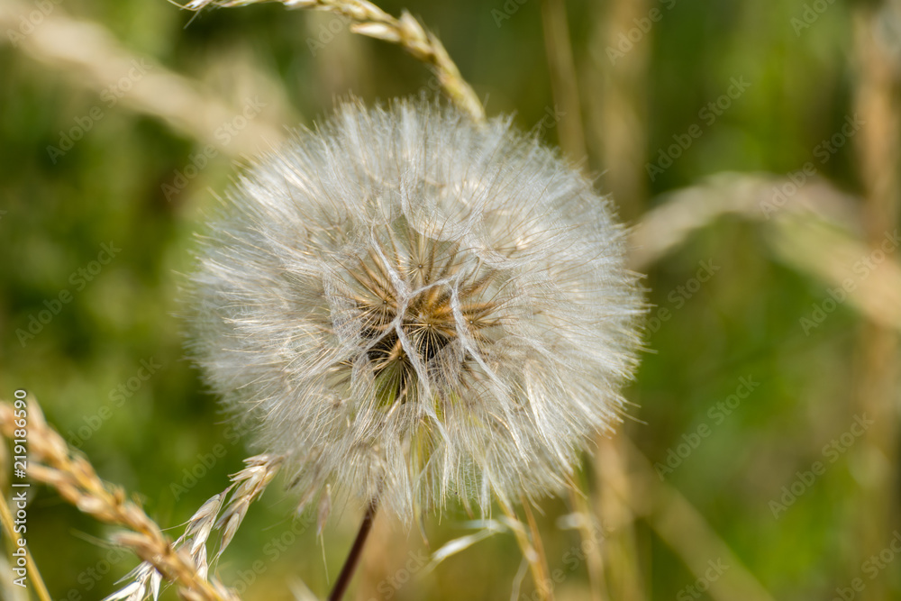 Fototapeta premium Dandelion