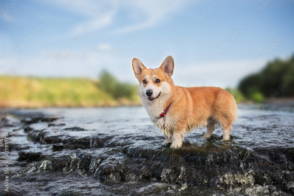 The dog at the waterfall On the river Welsh Corgi Pembroke The dog at the waterfall On the river Welsh Corgi Pembroke