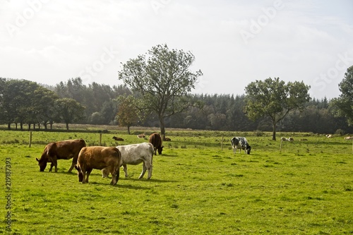Several cows in a field with some trees behind them