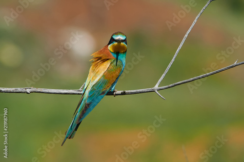 Bee-eater sit on a dry branch with a menacing look in the breeding season.