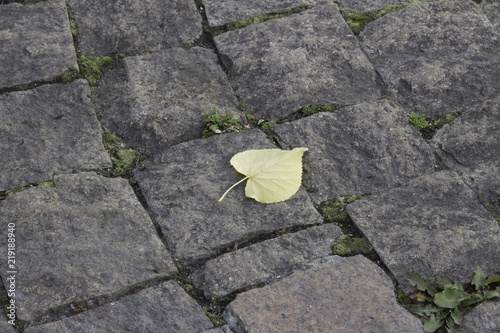 autumn leaf on the background of a granite road