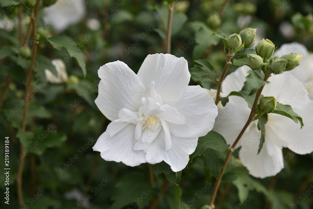 Hibiscus blanc en été