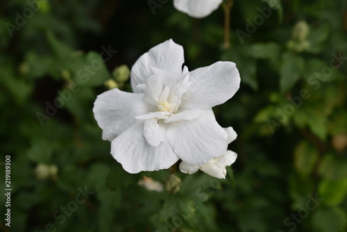 Hibiscus blanc au jardin