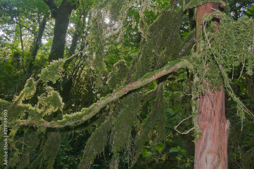 Fototapeta premium moss on the tree