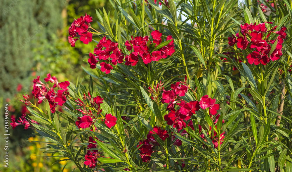 Red oleander in the garden Red oleander in the garden