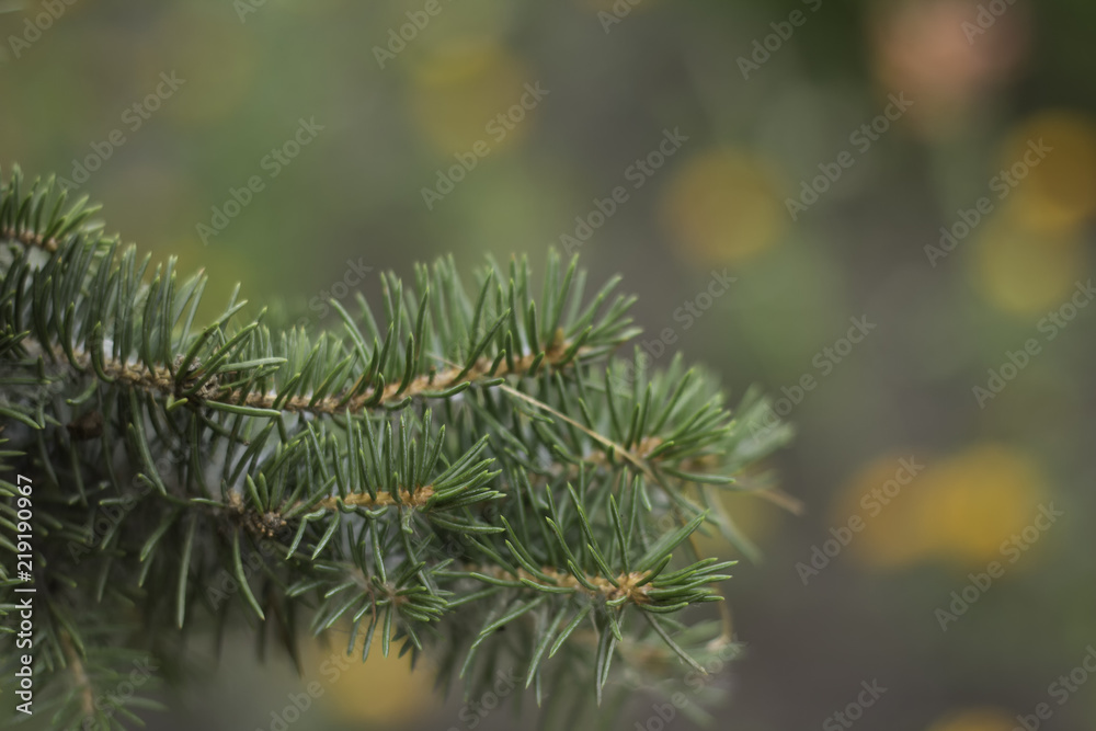 Christmas tree branch on blurry background Christmas tree branch on blurry background
