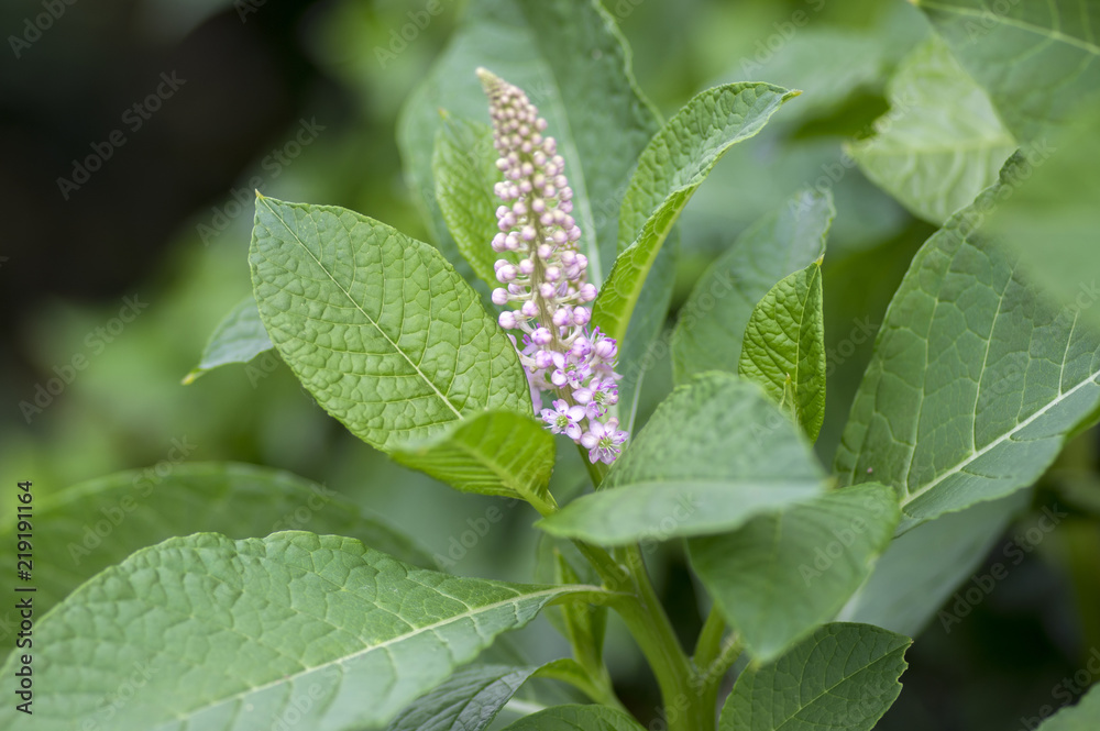 Phytolacca esculenta shrub in bloom, group of white flowers on branches on flowering bush Phytolacca esculenta shrub in bloom, group of white flowers on branches on flowering bush