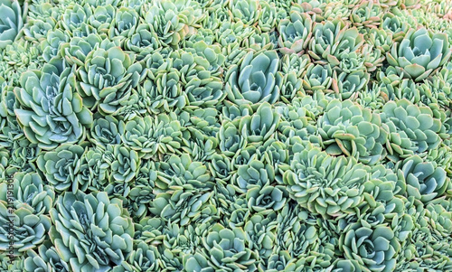 a lot of small Graptopetalum succulents with plump petals are blue, green and orange, the plants are densely planted and create a very dense texture, a beautiful photo, natural,