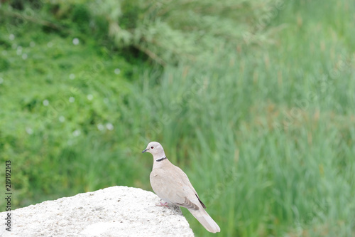 turtle dove on the rock and grass background