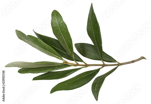 An olive branch with leaves on white background isolated © vesta48