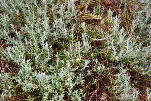 Immortelle des sables photo