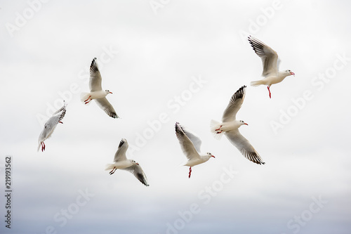 a group of seagulls flies in the sky.