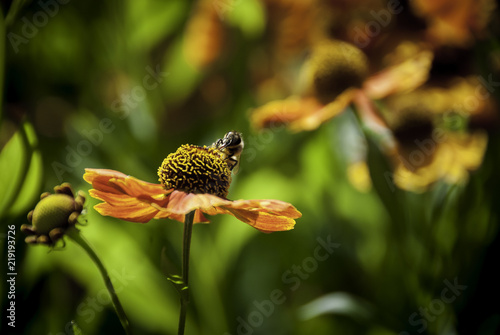 Flowers and Bee on a green grass background