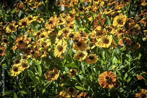 Flowers on a green grass background