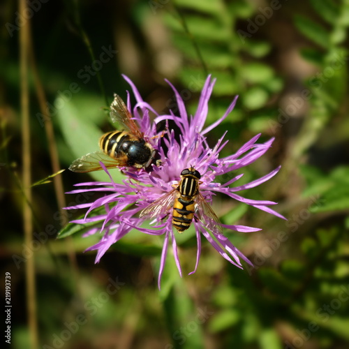 Two striped flies are sitting on a flower