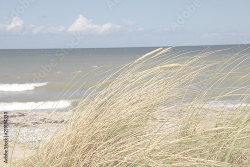 Fototapeta Naklejka Na Ścianę i Meble -  Strandhafer am Strand von Fehmarn mit Meerblick