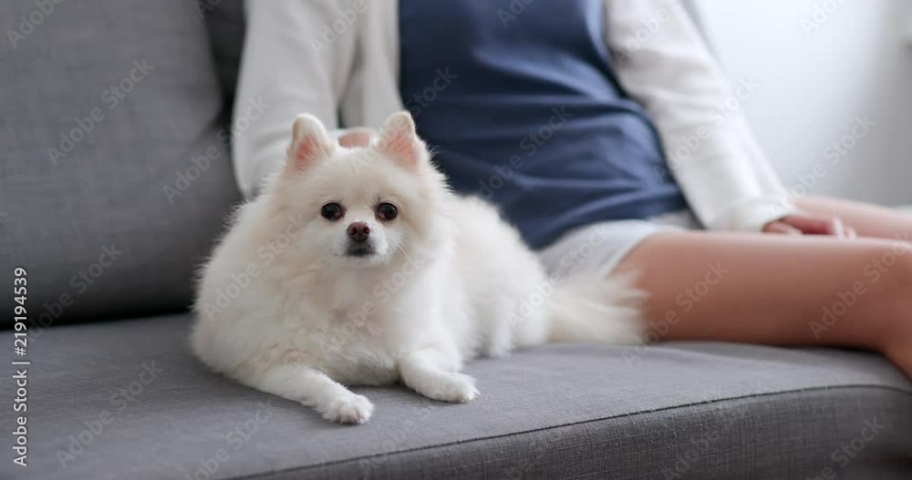 White pomeranian dog sitting on sofa with pet owner White pomeranian dog sitting on sofa with pet owner