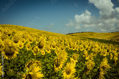 Fototapeta Naklejka Na Ścianę i Meble -  Schöne Sonnenblumen