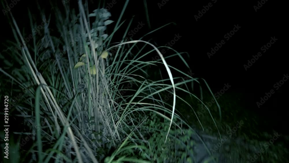 POV escaping through abandoned buildings and reeds at night. Running through pitch black wilderness trying to get away because of dangerous terrifying situation. Getting away from chasing killer.