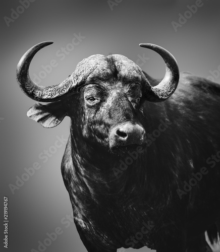 Buffalo bull closeup, highly alerted and focused in black and white. Kruger National park. Syncerus caffer. Fine art