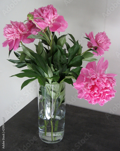 Beautiful peonies in a vase, vintage close up shot photo