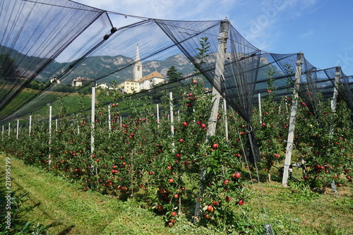 Apfelbäume am Kalterer See - Südtirol