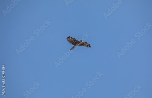 falcon in flight against the sky