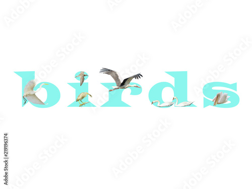The word Birds composed of letters with an egret  bittern  sandpiper  stork  swans and a pelican isolated on white background