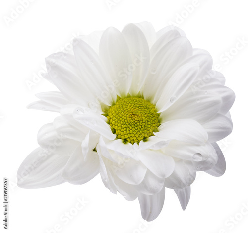 White daisies, chamomiles isolated on white background. Clipping path