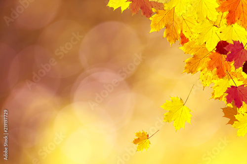 Sunny colorful autumn season leaves decoration on nature bokeh background. Selective focus used.
