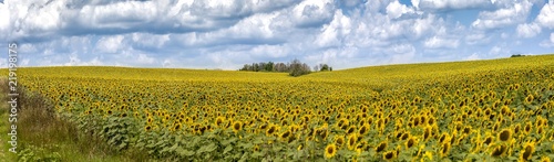 Sunflowers landscape