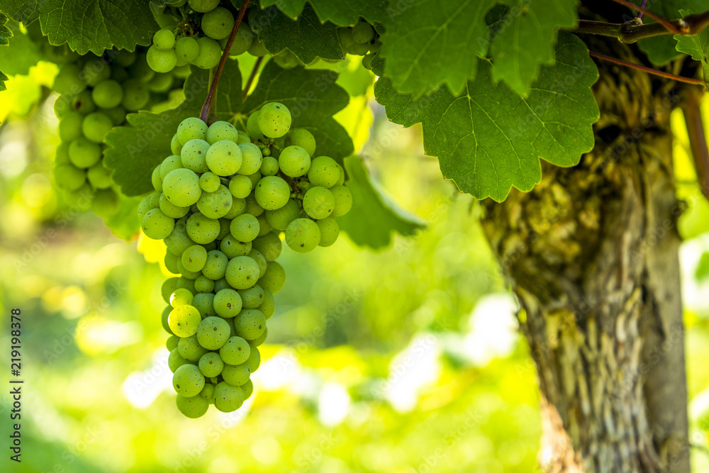 Grapes in vineyard in the Wachau, Austria. Europe Grapes in vineyard in the Wachau, Austria. Europe