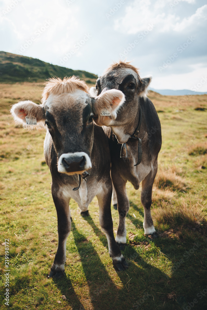 cow love - tyrol alp