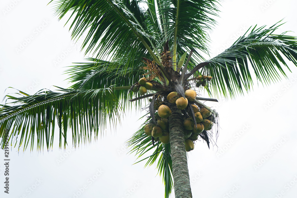 Fototapeta premium coconuts grow on a palm tree