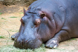 Hippo lying down 