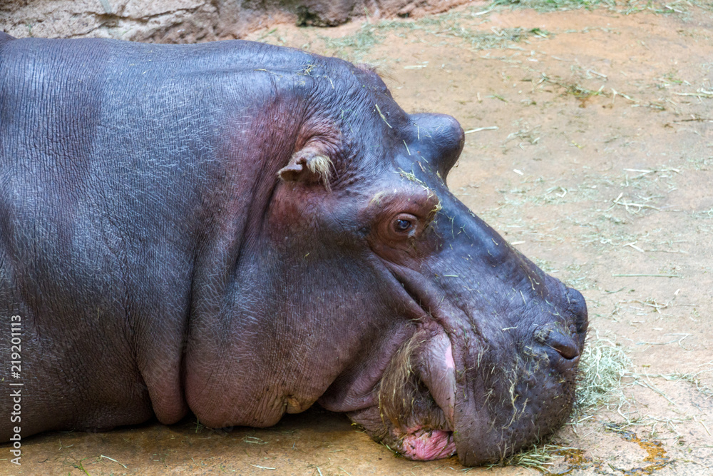 Hippo licking the floor