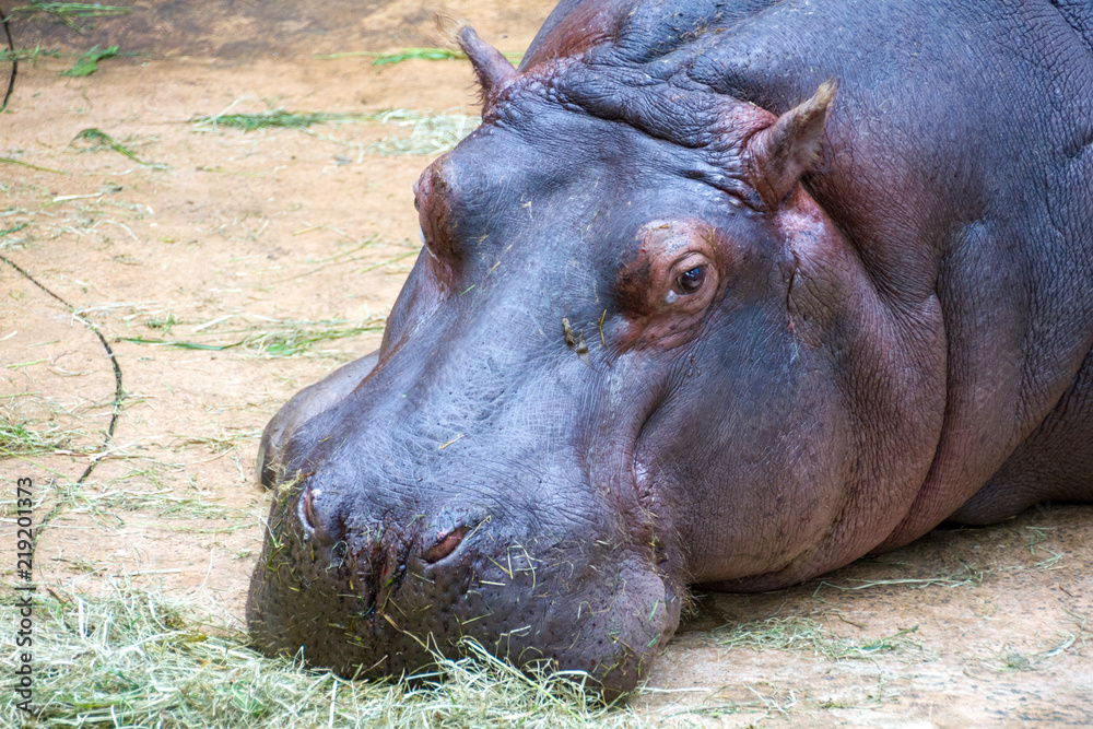 Hippopotamus relaxinf with a power cable leading into its feed. Hippopotamus relaxinf with a power cable leading into its feed.