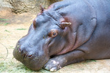 Sad looking hippopotamus looking pensively