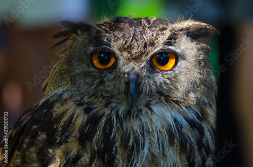 Bubo Bubo. Buho Real en cautividad.