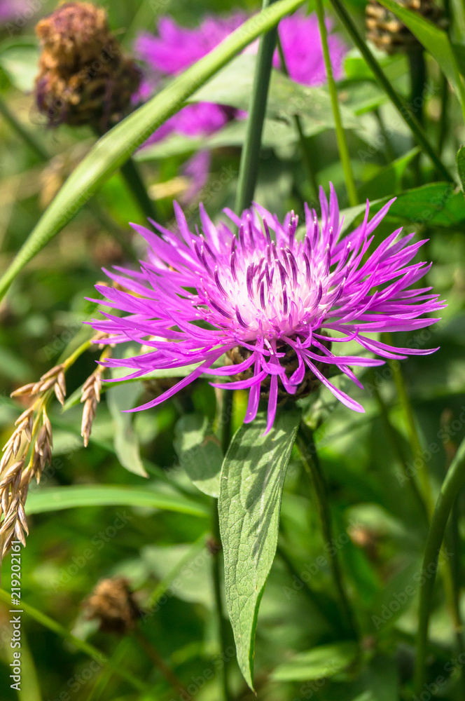 Purple shaggy flowers of Centaurea jacea or brown knapweed on a meadow. Cheerful rich colors of nature and bright sunlight inspire for the best and fill the soul with delight and joy. Purple shaggy flowers of Centaurea jacea or brown knapweed on a meadow. Cheerful rich colors of nature and bright sunlight inspire for the best and fill the soul with delight and joy.