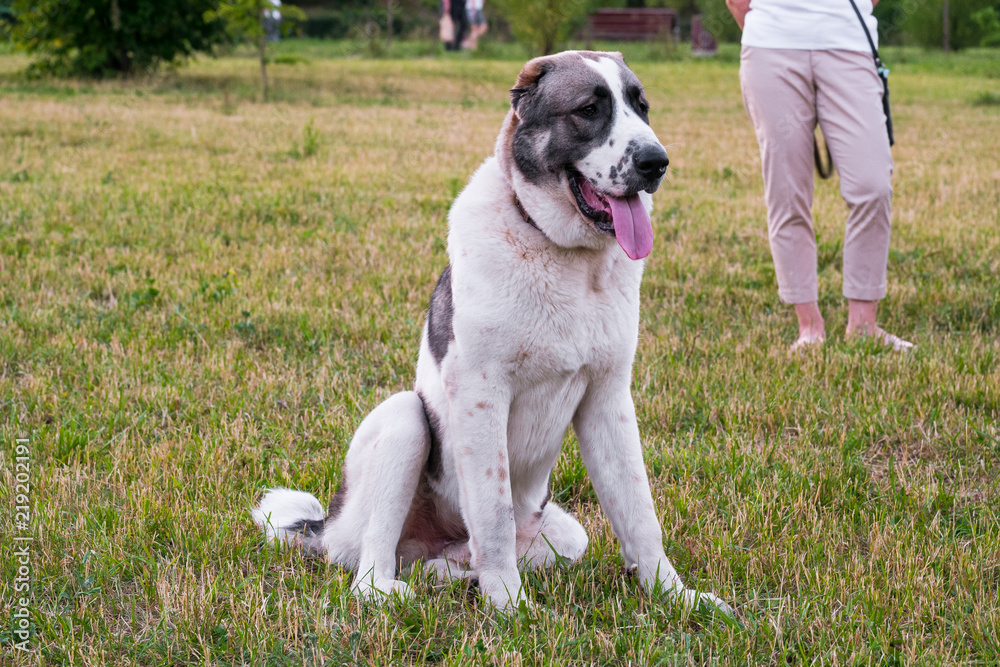 Central Asian shepherd dog, or Alabai, is an ancient breed of dog from the regions of Central Asia.