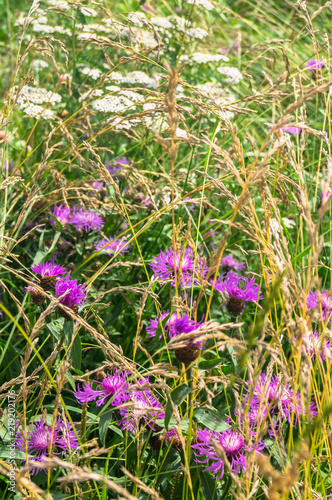 Purple shaggy flowers of Centaurea jacea or brown knapweed on a meadow. Cheerful rich colors of nature and bright sunlight inspire for the best and fill the soul with delight and joy.