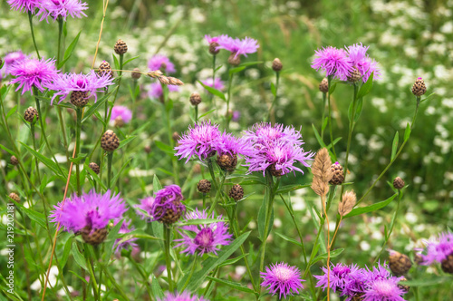 Purple shaggy flowers of Centaurea jacea or brown knapweed on a meadow. Cheerful rich colors of nature and bright sunlight inspire for the best and fill the soul with delight and joy.
