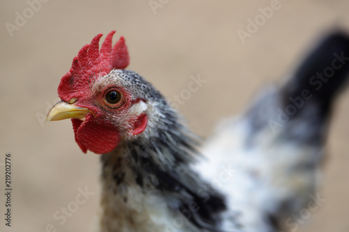 Young plymouth rock rooster (Barred Rock rooster)
