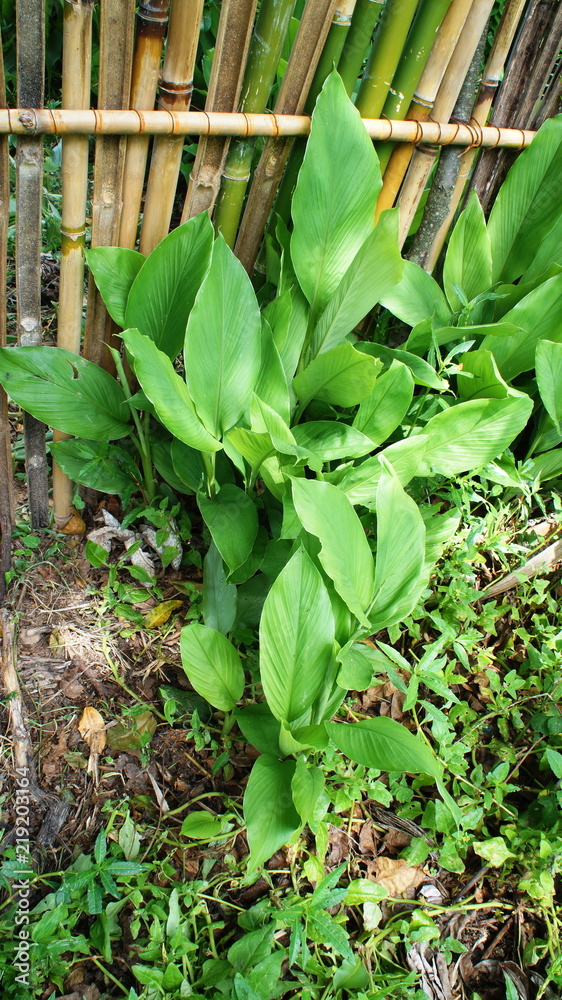 Obraz premium Brazil