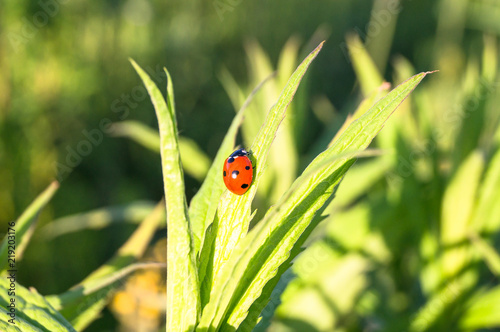 Uplifting piece of summer countryside. A Ladybug on a green stem under sunlight.
