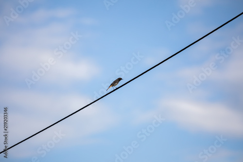 minimalism bird