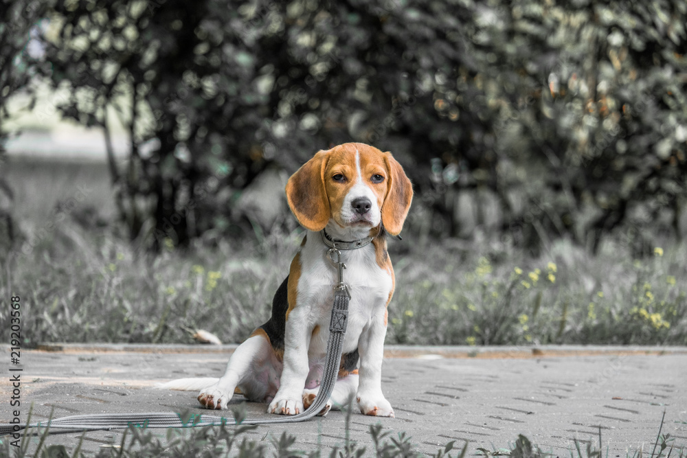 Image with original color reproduction, stylized faded retro postcard. A thoughtful Beagle puppy on a walk in a city park. Portrait of a nice doggie.